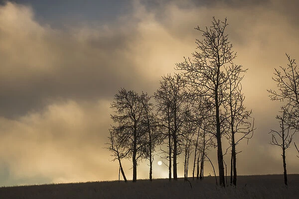 USA, Colorado, Pike National Forest. Sunrise on clouds and aspen trees. Credit as