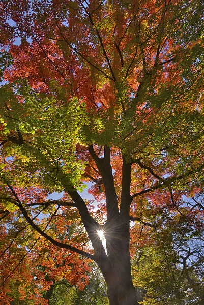 USA, Oregon. Sun rays on red maple tree