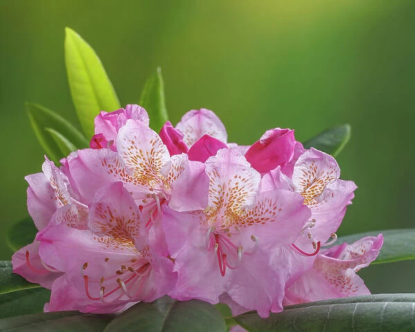 USA, Washington, Seabeck. Pacific Rhododendron flowers close-up
