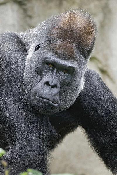 Western Gorilla, Cincinnati Zoo
