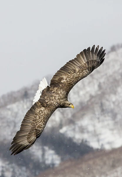 White-tailed Eagle fishing along the waters of Shiretoko Peninsula, Hokkaido, Japan