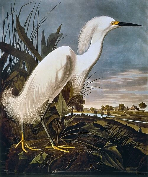 AUDUBON: EGRET. Snowy egret (Leucophoyx thula), from John James Audubons The Birds of America, 1827-1838