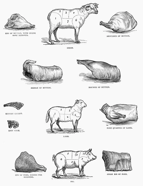 Cuts of meat from a sheep, a lamb, and a pig. Wood engraving, 19th century