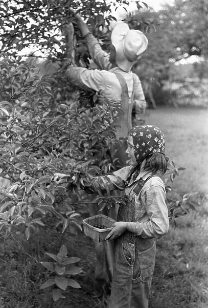 MIGRANT FARMERS, 1940. Migrant father and daughter picking cherries at a farm in Berrien County