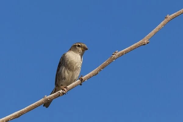 A house sparrow at Cabo de Gata in Spain