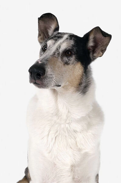 Alert shorthaired white, brown and black tricolour Smooth Collie, sitting