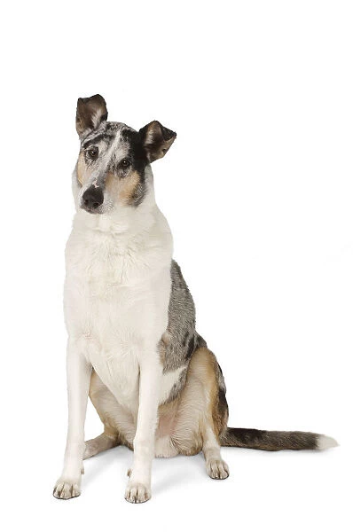 Alert white, brown and black tricolour shorthaired Smooth Collie, sitting