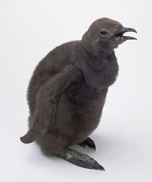 Aptenodytes patagonicus, side view king penguin chick with fuzzy dark brown down opens its beak slightly