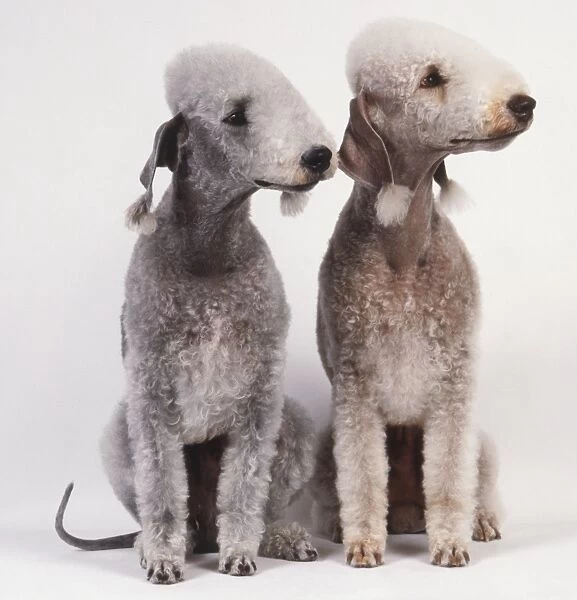 Two Bedlington Terriers (Canis familiaris) with clipped coats, ears showing fringe of unclipped, white silky hair, heads facing to right, front view