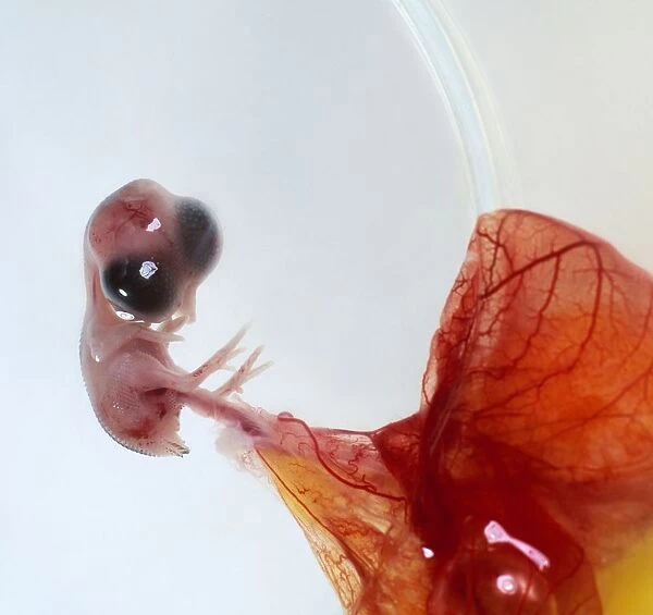 Bird embryo attached to yolk sac