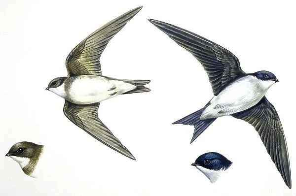 Birds: Passeriformes, Sand Martin (Riparia riparia), and House Martin (Delichon urbicum), illustration
