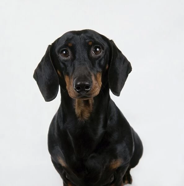 Black and tan miniature Smooth-haired Dachshund