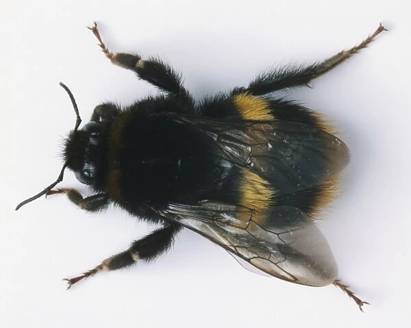Bumblebee, wings folded over black and yellow striped body, antennae forward, above view