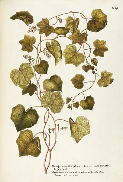 Canada Moonseed or Common Moonseed (Menispermum canadense), Menispermaceae by Giovanni Antonio Bottione, watercolor, 1770-1781