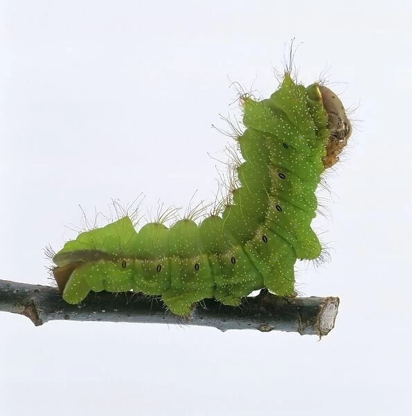 Chinese oak silk moth (Antheraea pernyi) caterpillar on stem