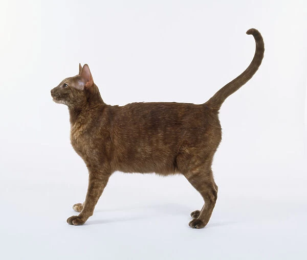 Cinnamon Tortie Oriental shorthaired cat with long, elegant legs, standing with tail raised