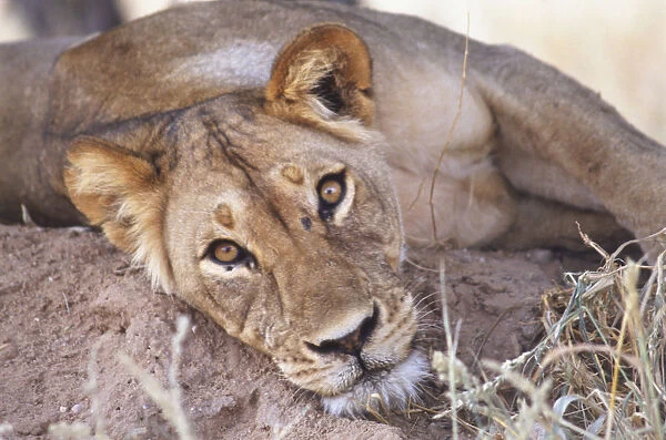 Close-up of Lionesss Head lying on the dusty ground