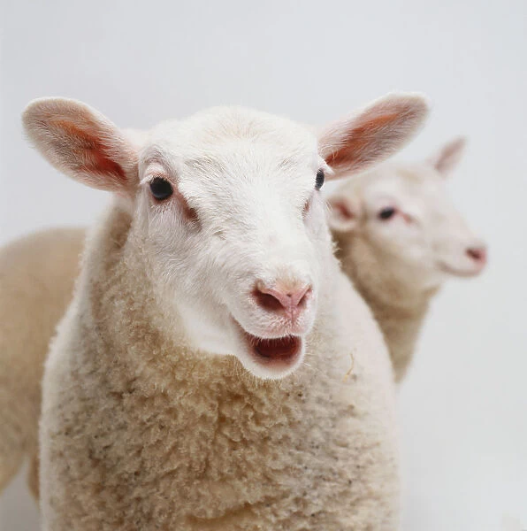 Domestic sheep, head and neck
