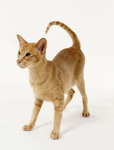 Foreign Red Oriental shorthaired cat with even red coloration and long, slender profile, lying down