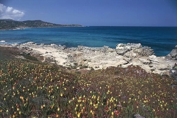 France, Corsica, Haute Corse, Ile-Rousse, Vallitone, Blooming along rocky coast