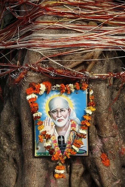 Garlanded Shirdi Sai Baba picture on a sacred tree