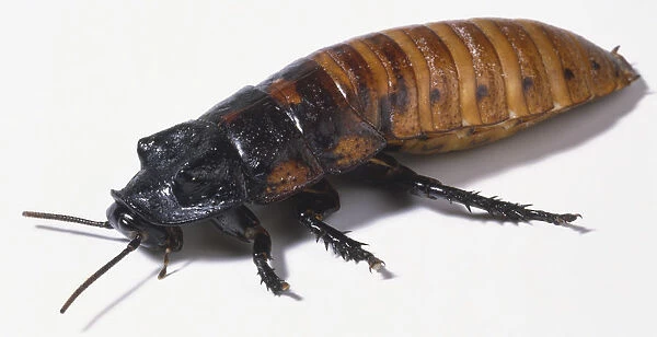 Hissing Cockroach, Gromphadorhina portentosa, with antennae extended, native to Central America, angled side view