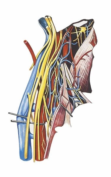 Illustration of human spinal accessory nerve