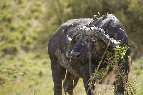 Kenya, Masai Mara National Reserve, African buffalo (Syncerus caffer) with oxpeckers on its back
