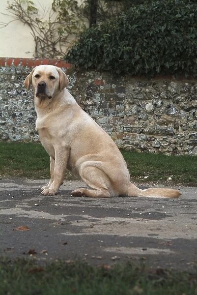 Labrador dog, sitting on path