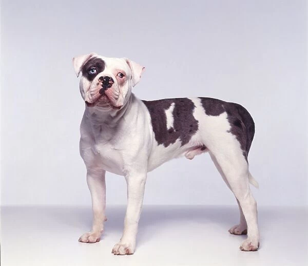 Male white and brown American Alapaha Blue Blood Bulldog standing, showing distinctive blue eyes