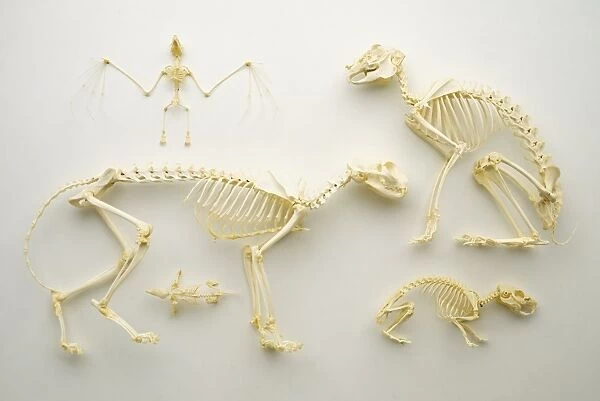 Mammal skeletons, including Bat (top left), Hare (top right), Domestic Cat and Mole (bottom left) and Guinea Pig (bottom right)