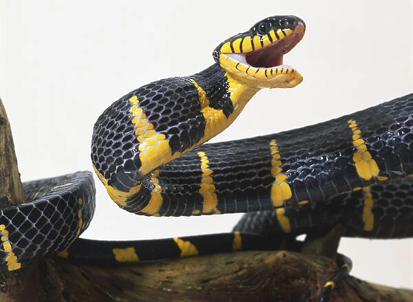 Mangrove Snake, vivid black and yellow colouring, mouth wide open to strike prey as fangs are at back of mouth
