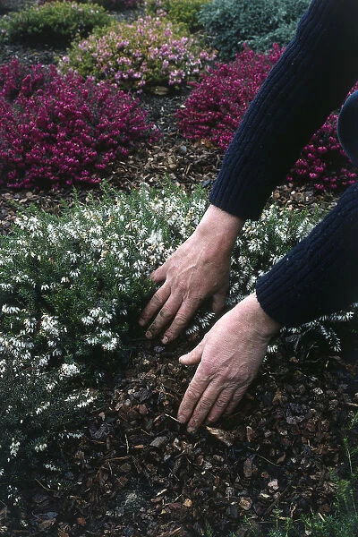 Mans hands spreading a bark mulch under a plant with small white flowers to cover all exposed soil