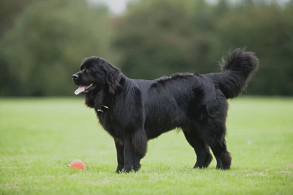 Newfoundland dog standing next to ball toy on lawn, side view