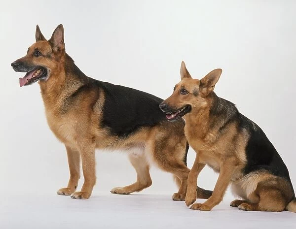 Pair of German Shepherd dogs, one standing, the other seated