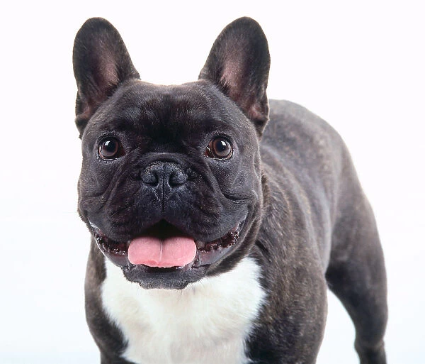 A panting black and white French bulldog with erect rounded bat ears