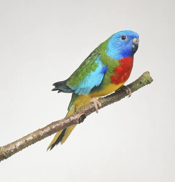 Scarlet-chested Parrot (Neophema splendida) perching on branch, side view