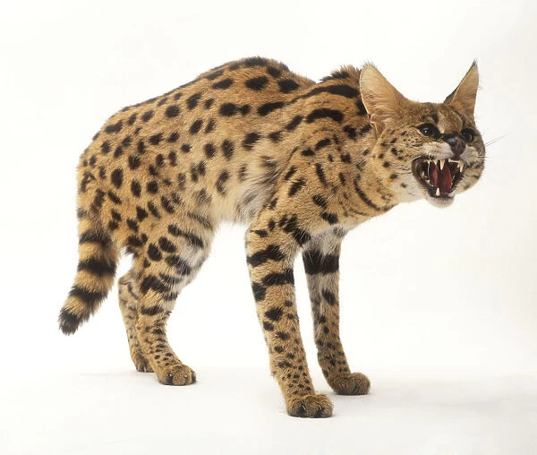 A serval cat (Felis serval) showing its teeth