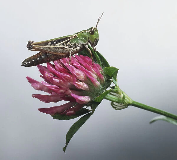 Stripe-winged Grasshopper, Stenobothrus lineatus, perched on red clover flower
