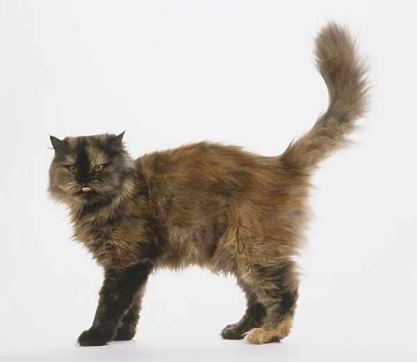 Tortoiseshell cat standing with its tail in the air