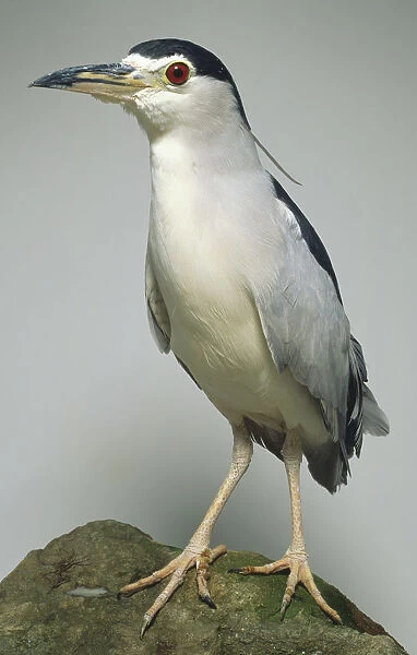 Side view of a Black Crowned Night Heron with head in profile