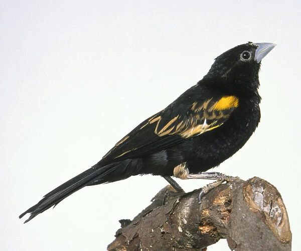 Side view of a White-Winged Widowbird, Euplectes albonotatus, perching on a decaying branch, with head in profile and looking upwards