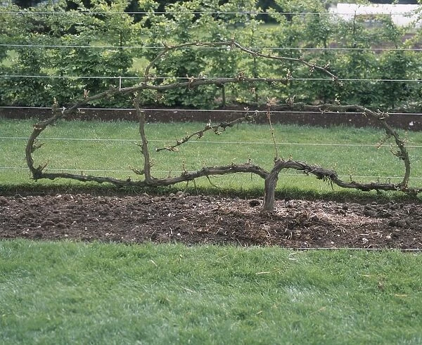 Vitis vinifera (Grape vine) trained against wire structure in a garden