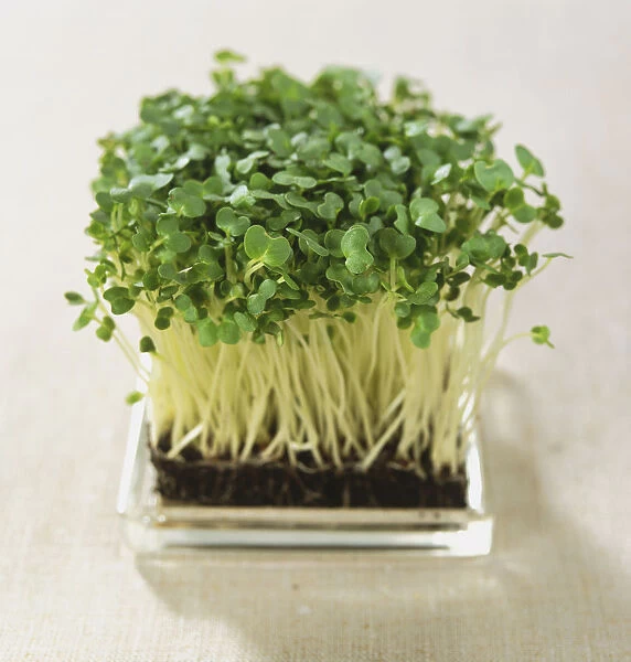 Watercress growing in square glass tray, elevated view