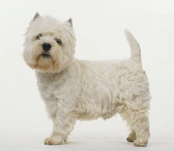 West Highland White Terrier, small dog with white fur