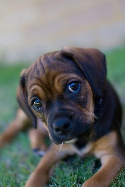 Sad eyes puppy