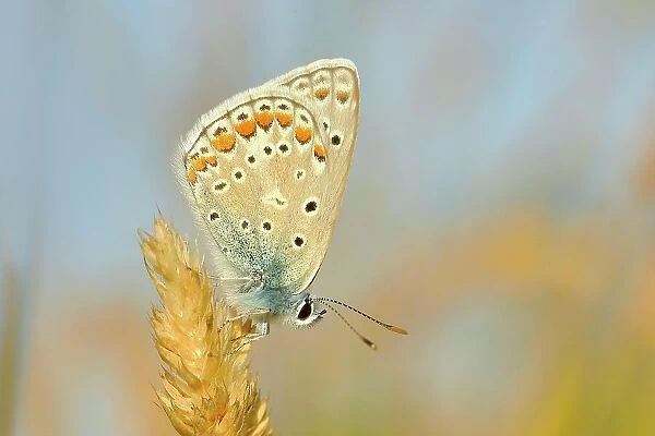 Common blue butterfly (Polyommatus icarus), underside, sitting on a blade of grass, Altmuehlsee, Bavaria, Germany