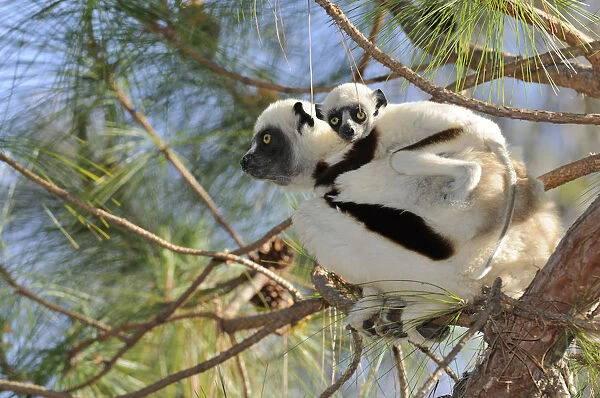 Coquerels Sifaka (Propithecus coquereli), female adult with young on back, Madagascar, Africa