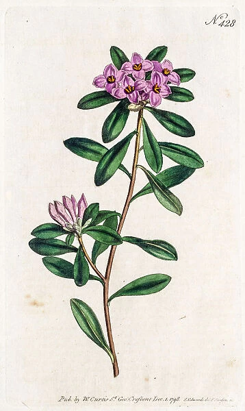 Daphne collina plant
