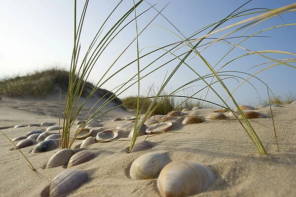 Dunes, Conil de la Frontera, Costa de la Luz, Andalusia, Spain, Europe